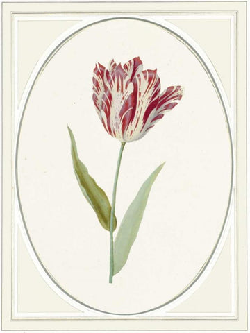 Tulipa V Black Ornate Wood Framed Art Print with Double Matting by Waltz, Anne