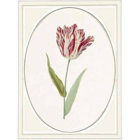 Tulipa V Gold Ornate Wood Framed Art Print with Double Matting by Waltz, Anne