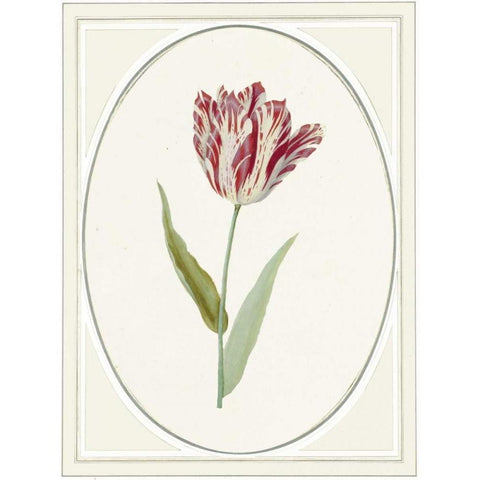 Tulipa V Black Modern Wood Framed Art Print by Waltz, Anne