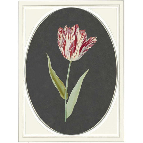 Kaiser Tulip Black Modern Wood Framed Art Print with Double Matting by Waltz, Anne