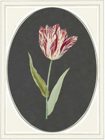 Kaiser Tulip Black Ornate Wood Framed Art Print with Double Matting by Waltz, Anne