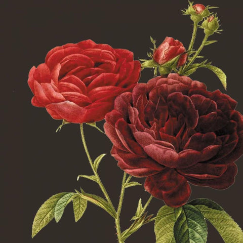 Classic rose Black Ornate Wood Framed Art Print with Double Matting by Waltz, Anne