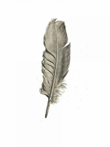 Feather I White Modern Wood Framed Art Print with Double Matting by Waltz, Anne