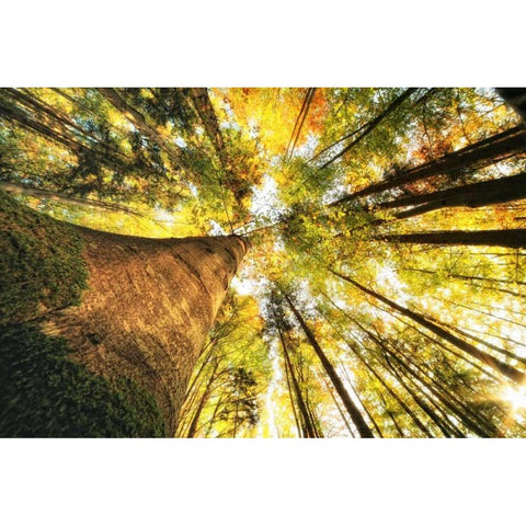 Hoch hinauf Black Modern Wood Framed Art Print by Rossmeissl, Gerhard