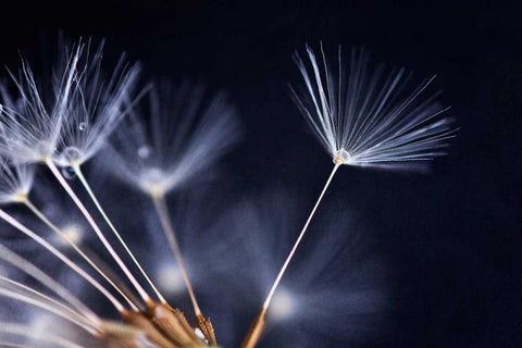 Anmut White Modern Wood Framed Art Print with Double Matting by Rossmeissl, Gerhard