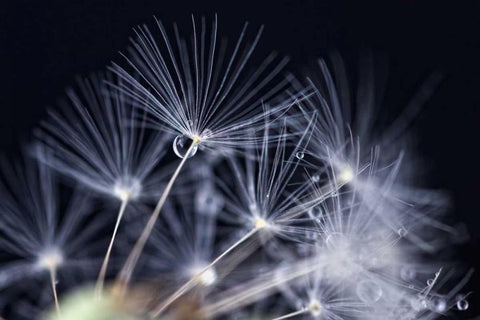 Schonheit White Modern Wood Framed Art Print with Double Matting by Rossmeissl, Gerhard