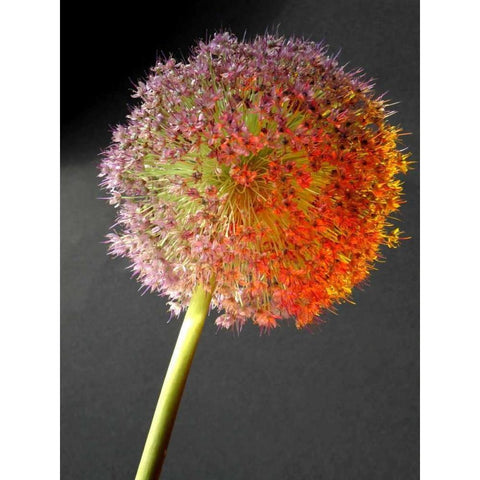 Naturform 2 Gold Ornate Wood Framed Art Print with Double Matting by Weissing, Gerd