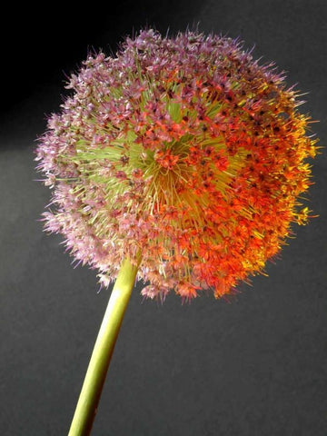 Naturform 2 White Modern Wood Framed Art Print with Double Matting by Weissing, Gerd