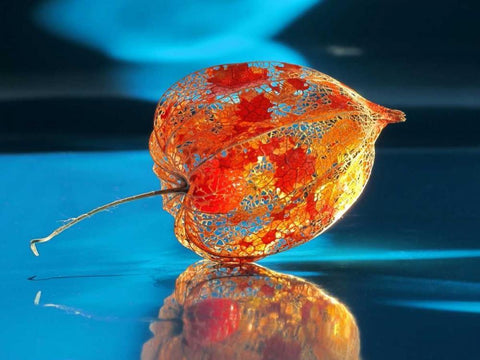 Ballonblume Black Ornate Wood Framed Art Print with Double Matting by Weissing, Gerd