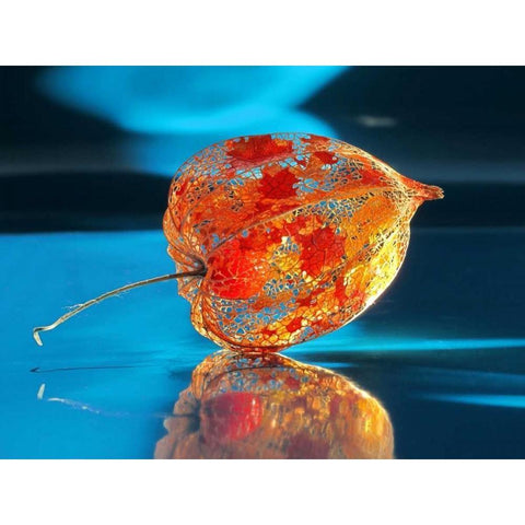 Ballonblume Black Modern Wood Framed Art Print with Double Matting by Weissing, Gerd