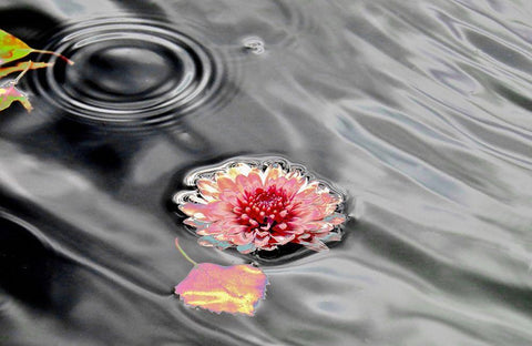 Traumwasser Black Ornate Wood Framed Art Print with Double Matting by Weissing, Gerd