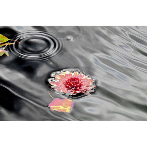 Traumwasser Black Modern Wood Framed Art Print by Weissing, Gerd