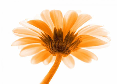 Lichtbote I Black Ornate Wood Framed Art Print with Double Matting by Riedt, Kirsten