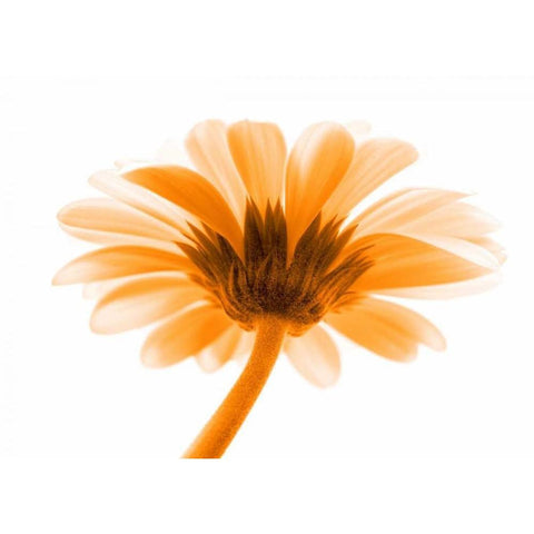 Lichtbote I Black Modern Wood Framed Art Print by Riedt, Kirsten