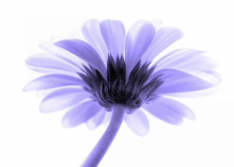 Lichtbote II White Modern Wood Framed Art Print with Double Matting by Riedt, Kirsten