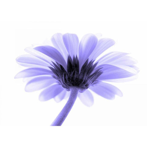 Lichtbote II Black Modern Wood Framed Art Print by Riedt, Kirsten