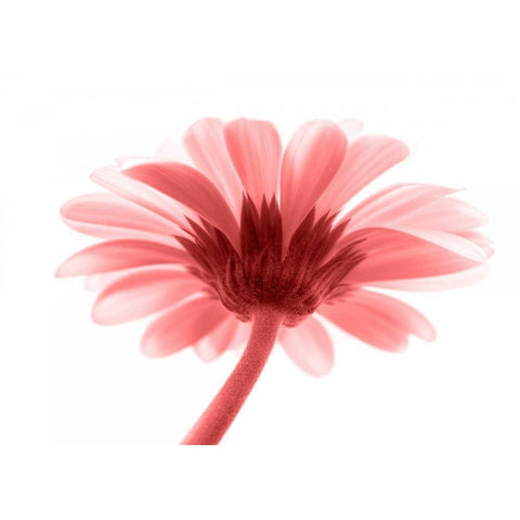 Lichtbote III Black Modern Wood Framed Art Print with Double Matting by Riedt, Kirsten