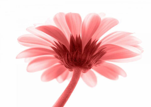 Lichtbote III Black Ornate Wood Framed Art Print with Double Matting by Riedt, Kirsten