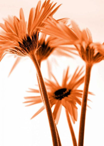 Rendez-Vous II Black Ornate Wood Framed Art Print with Double Matting by Riedt, Kirsten