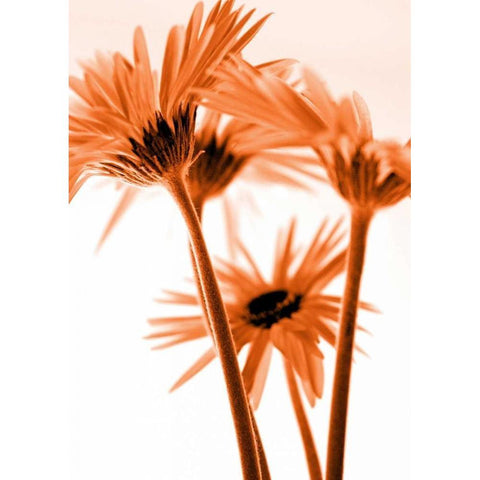 Rendez-Vous II Black Modern Wood Framed Art Print with Double Matting by Riedt, Kirsten