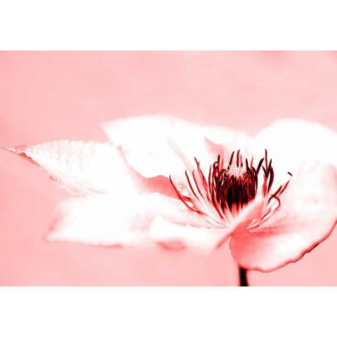 Beauty White Modern Wood Framed Art Print by Riedt, Kirsten