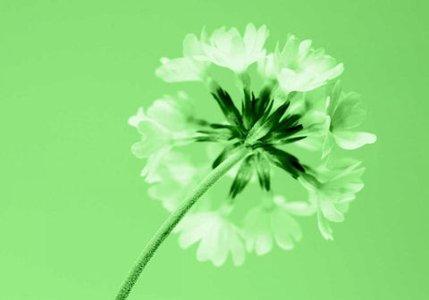 Frizzy White Modern Wood Framed Art Print with Double Matting by Riedt, Kirsten