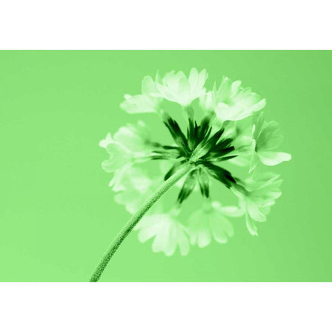 Frizzy White Modern Wood Framed Art Print by Riedt, Kirsten