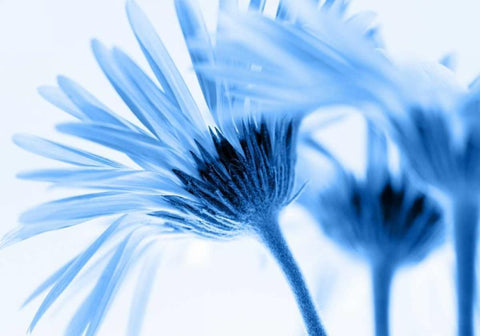 Romance in blue Black Ornate Wood Framed Art Print with Double Matting by Riedt, Kirsten