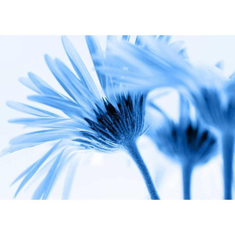 Romance in blue Black Modern Wood Framed Art Print with Double Matting by Riedt, Kirsten