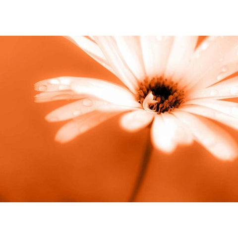 Leaned Black Modern Wood Framed Art Print by Riedt, Kirsten