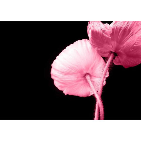 Umschlungen White Modern Wood Framed Art Print by Riedt, Kirsten