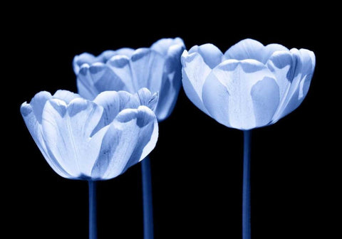 Three of us Black Ornate Wood Framed Art Print with Double Matting by Riedt, Kirsten