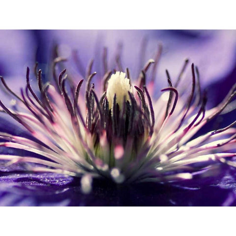 Purple melody Black Modern Wood Framed Art Print by Riedt, Kirsten