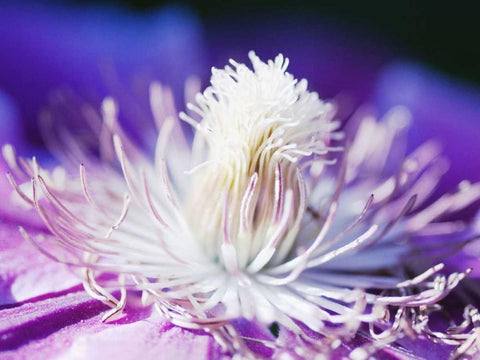 White and purple Black Ornate Wood Framed Art Print with Double Matting by Riedt, Kirsten