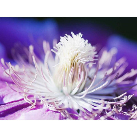 White and purple White Modern Wood Framed Art Print by Riedt, Kirsten