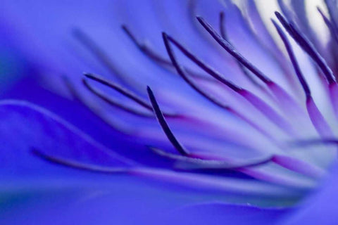 Blue arms Black Ornate Wood Framed Art Print with Double Matting by Riedt, Kirsten