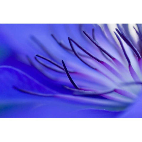 Blue arms Black Modern Wood Framed Art Print by Riedt, Kirsten