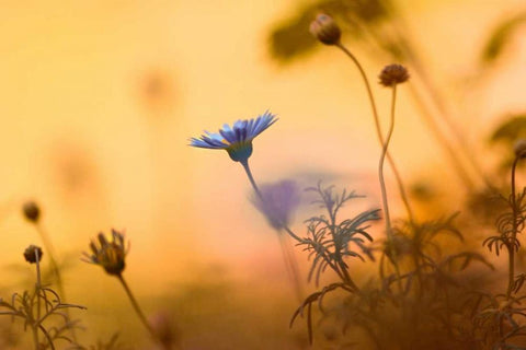 Moments of summer White Modern Wood Framed Art Print with Double Matting by Riedt, Kirsten