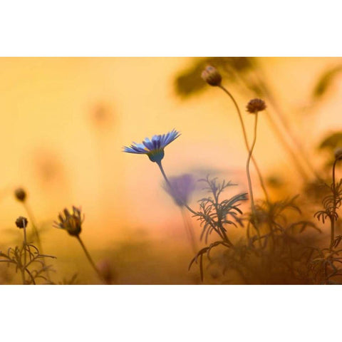 Moments of summer Black Modern Wood Framed Art Print by Riedt, Kirsten