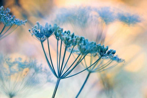 Summer dreams II Black Ornate Wood Framed Art Print with Double Matting by Riedt, Kirsten