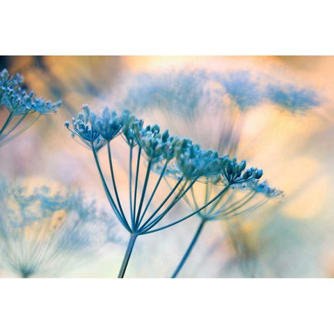 Summer dreams II White Modern Wood Framed Art Print by Riedt, Kirsten