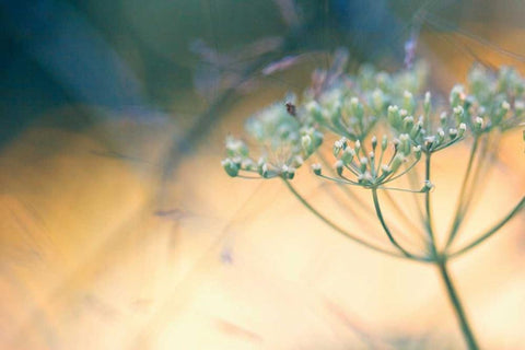 Summer dreams I Black Ornate Wood Framed Art Print with Double Matting by Riedt, Kirsten