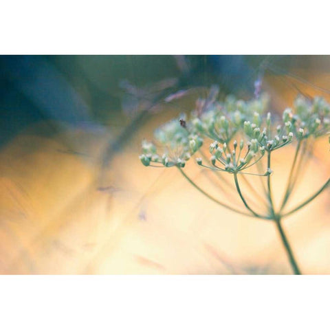 Summer dreams I Black Modern Wood Framed Art Print by Riedt, Kirsten