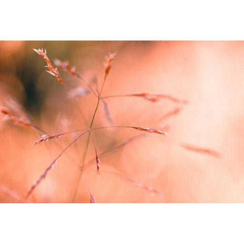 Wild summer I Gold Ornate Wood Framed Art Print with Double Matting by Riedt, Kirsten