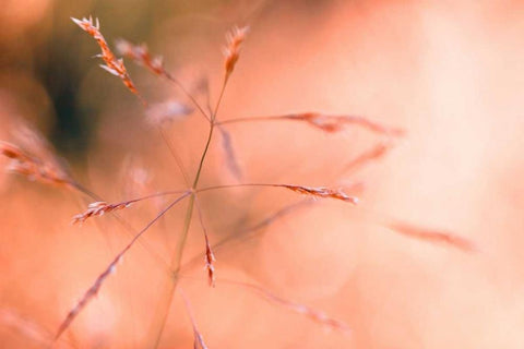 Wild summer I Black Ornate Wood Framed Art Print with Double Matting by Riedt, Kirsten