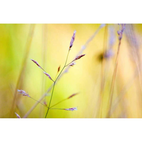 Wild summer II White Modern Wood Framed Art Print by Riedt, Kirsten