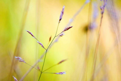 Wild summer II White Modern Wood Framed Art Print with Double Matting by Riedt, Kirsten