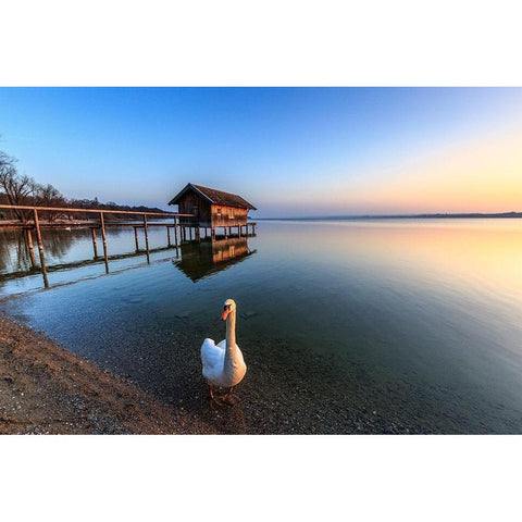 Schwan am Ammersee Black Modern Wood Framed Art Print by Scholz, Markus