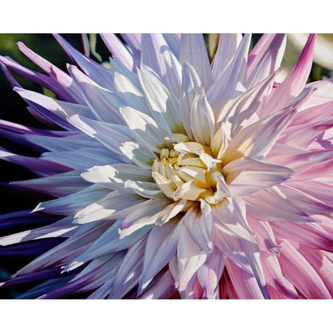 Another Dazzling Dahlia White Modern Wood Framed Art Print by Schuh, Michael
