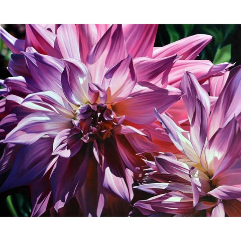 Dueling Dahlias Black Modern Wood Framed Art Print by Schuh, Michael